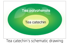 Tea catechin's schematic drawing