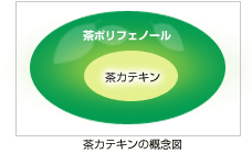 茶カテキンの概念図 茶カテキンの概念図